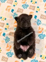 Varda, a female Pomeranian for sale in Boca Raton, FL – Photo 7 of 8