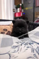 Varda, a female Pomeranian for sale in Boca Raton, FL – Photo 3 of 8