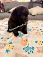 Varda, a female Pomeranian for sale in Boca Raton, FL – Photo 6 of 8