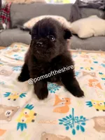 Varda, a female Pomeranian for sale in Boca Raton, FL – Photo 8 of 8