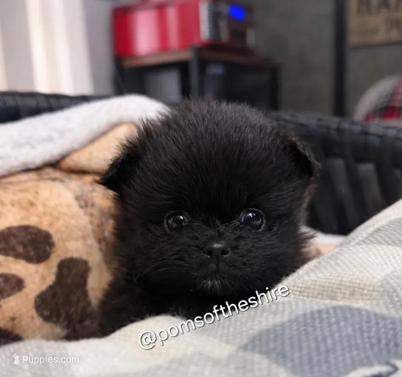 Varda – Pomeranian puppy for sale in Boca Raton, FL