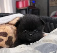 Varda, a female Pomeranian for sale in Boca Raton, FL – Photo 1 of 8