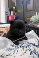 Varda, a female Pomeranian for sale in Boca Raton, FL – Photo 2 of 8