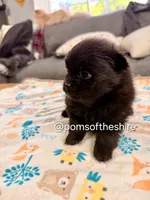 Varda, a female Pomeranian for sale in Boca Raton, FL – Photo 4 of 8