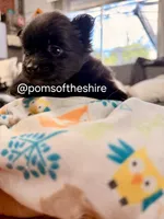 Boromir, a male Pomeranian for sale in Boca Raton, FL – Photo 2 of 4