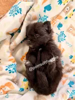 Boromir, a male Pomeranian for sale in Boca Raton, FL – Photo 3 of 4