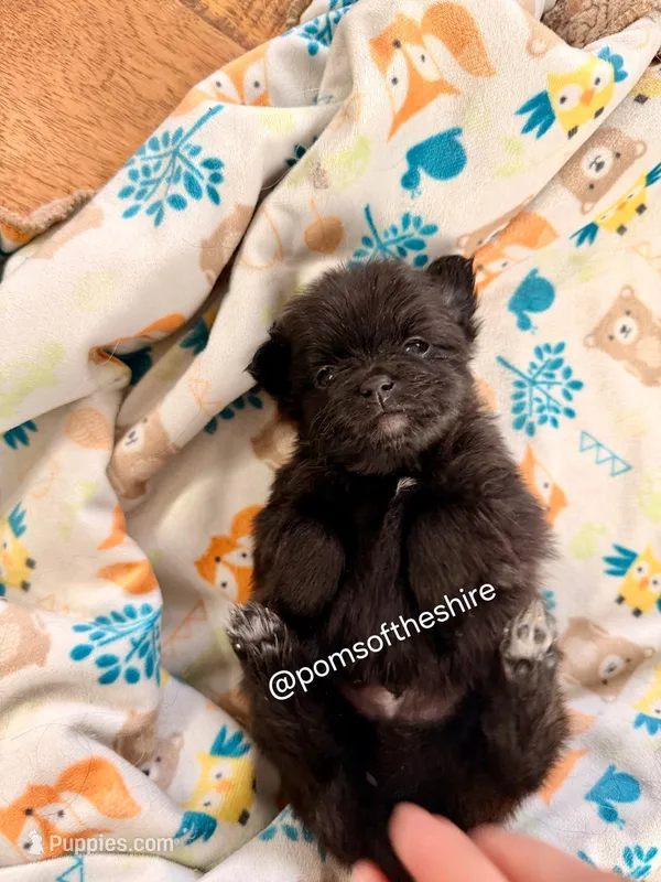 Boromir – Pomeranian puppy for sale in Boca Raton, FL