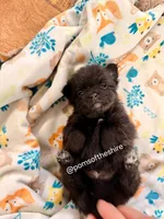 Boromir, a male Pomeranian for sale in Boca Raton, FL – Photo 1 of 4