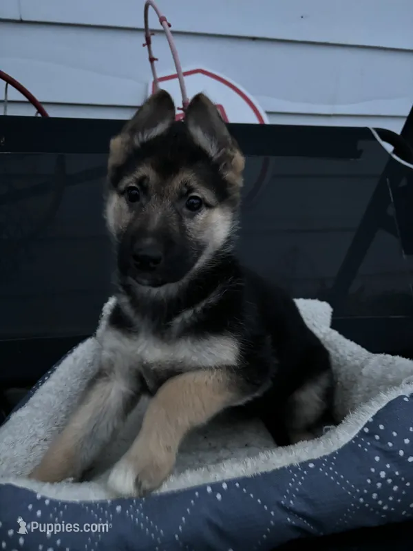 Clover – German Shepherd Dog puppy for sale in Hackettstown, NJ