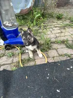 Lilly, a female German Shepherd Dog for sale in Hackettstown, NJ – 2 of 2