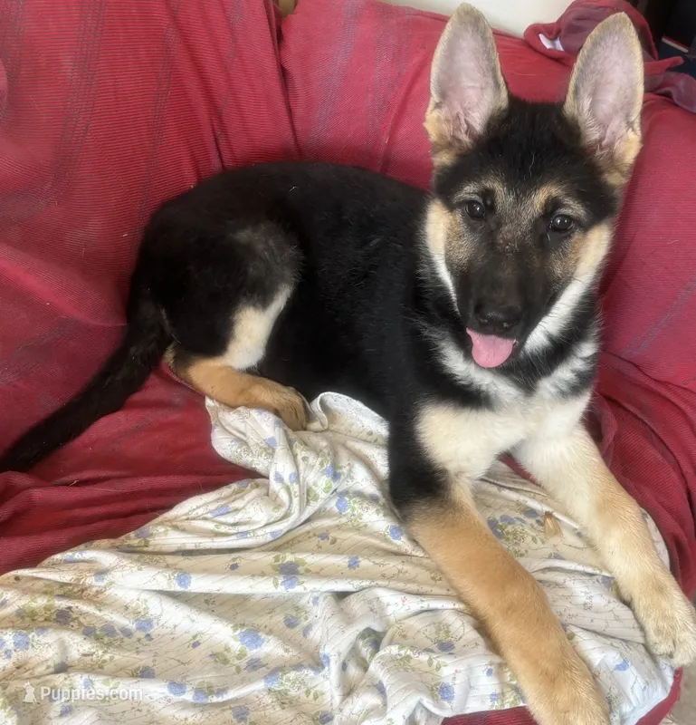 Rocky – German Shepherd Dog puppy for sale in Hackettstown, NJ