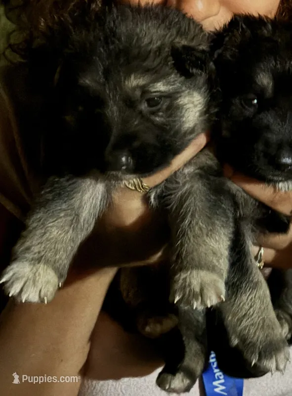 Lilac  – German Shepherd Dog puppy for sale in Hackettstown, NJ