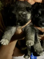 Lilac , a female German Shepherd Dog for sale in Hackettstown, NJ – 1 of 1