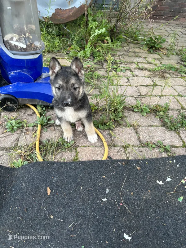 Lilly – German Shepherd Dog puppy for sale in Hackettstown, NJ