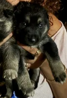 Delilah, a female German Shepherd Dog for sale in Hackettstown, NJ – 1 of 1