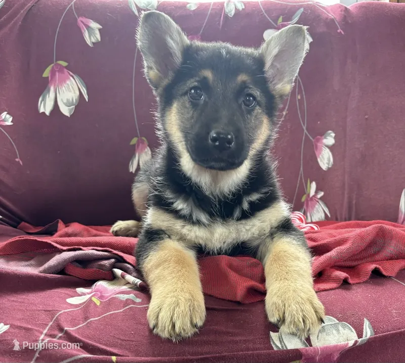 Pepper – German Shepherd Dog puppy for sale in Hackettstown, NJ