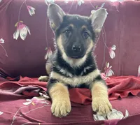 Pepper, a female German Shepherd Dog for sale in Hackettstown, NJ – 1 of 1