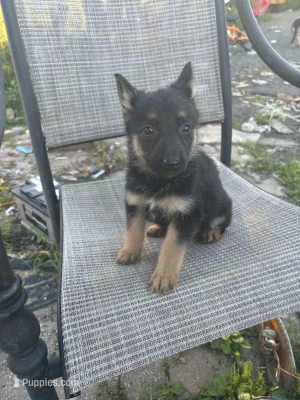Lila – German Shepherd Dog puppy for sale in Hackettstown, NJ