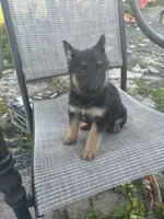 Lila, a female German Shepherd Dog for sale in Hackettstown, NJ – 1 of 1
