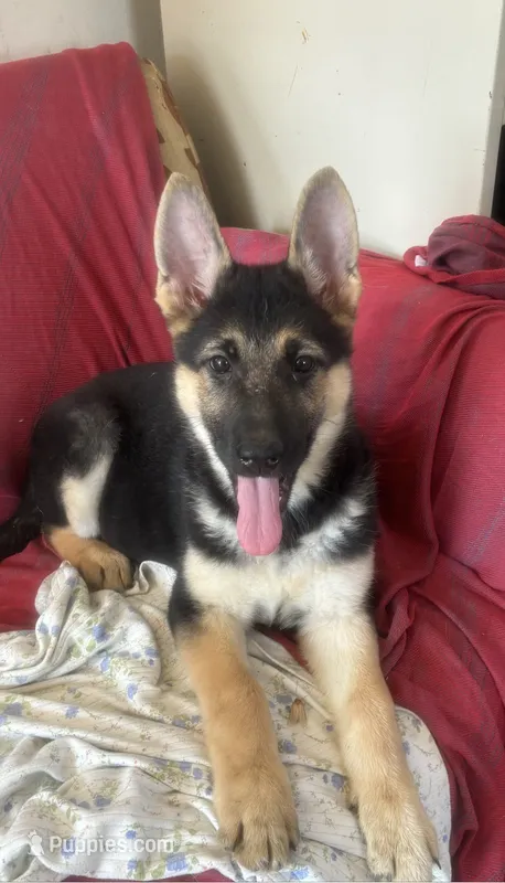Rocket  – German Shepherd Dog puppy for sale in Hackettstown, NJ
