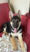 Rocket , a male German Shepherd Dog for sale in Hackettstown, NJ – 1 of 1