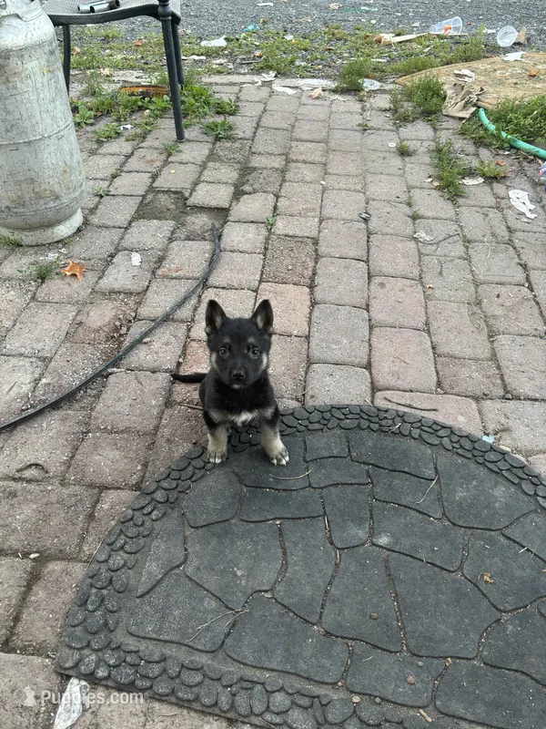 Leia – German Shepherd Dog puppy for sale in Hackettstown, NJ