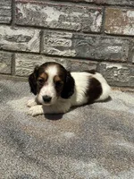 Kane, a male Miniature Dachshund for sale in Paris, TX – 3 of 8