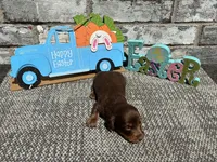 Lambo , a male Miniature Dachshund for sale in Paris, TX – Photo 5 of 8