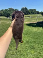 Lambo , a male Miniature Dachshund for sale in Paris, TX – 4 of 4