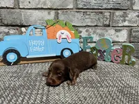 Lambo , a male Miniature Dachshund for sale in Paris, TX – Photo 7 of 8