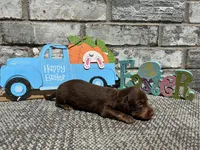 Lambo , a male Miniature Dachshund for sale in Paris, TX – Photo 6 of 8