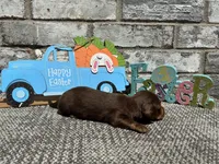 Lambo , a male Miniature Dachshund for sale in Paris, TX – Photo 4 of 8