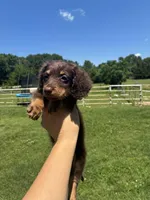 Lambo , a male Miniature Dachshund for sale in Paris, TX – 3 of 4