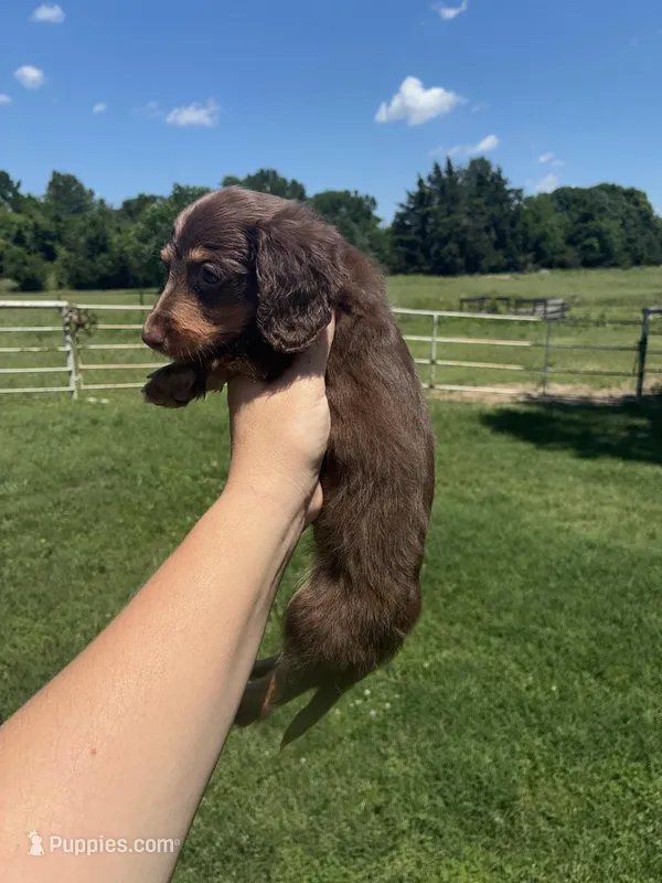 Lambo  – Miniature Dachshund puppy for sale in Paris, TX