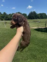 Lambo , a male Miniature Dachshund for sale in Paris, TX – 1 of 4