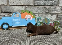 Lambo , a male Miniature Dachshund for sale in Paris, TX – Photo 8 of 8