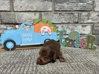 Lambo , a male Miniature Dachshund for sale in Paris, TX – Photo 2 of 8