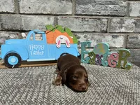 Lambo , a male Miniature Dachshund for sale in Paris, TX – Photo 3 of 8