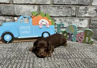 Lambo , a male Miniature Dachshund for sale in Paris, TX – Photo 1 of 8