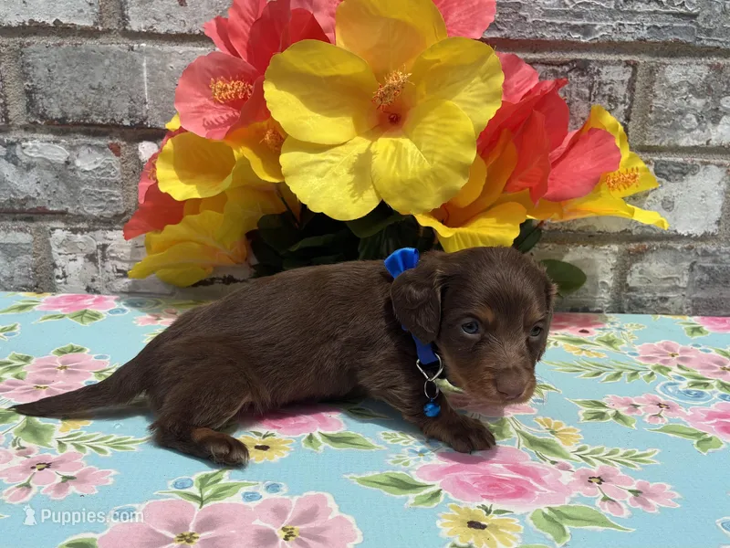 Lambo  – Miniature Dachshund puppy for sale in Paris, TX