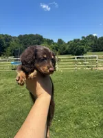 Lambo , a male Miniature Dachshund for sale in Paris, TX – 2 of 4