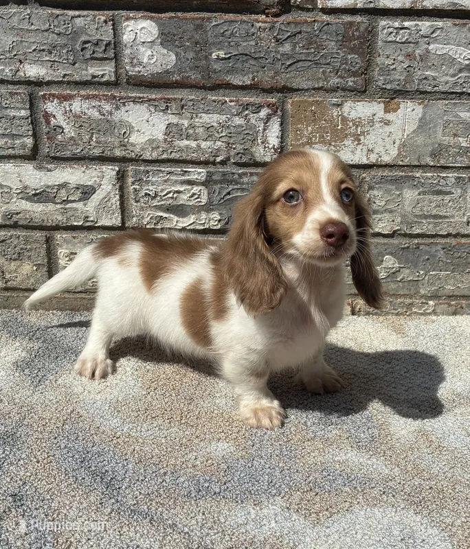 Jasper (dapple) – Miniature Dachshund puppy for sale in Paris, TX