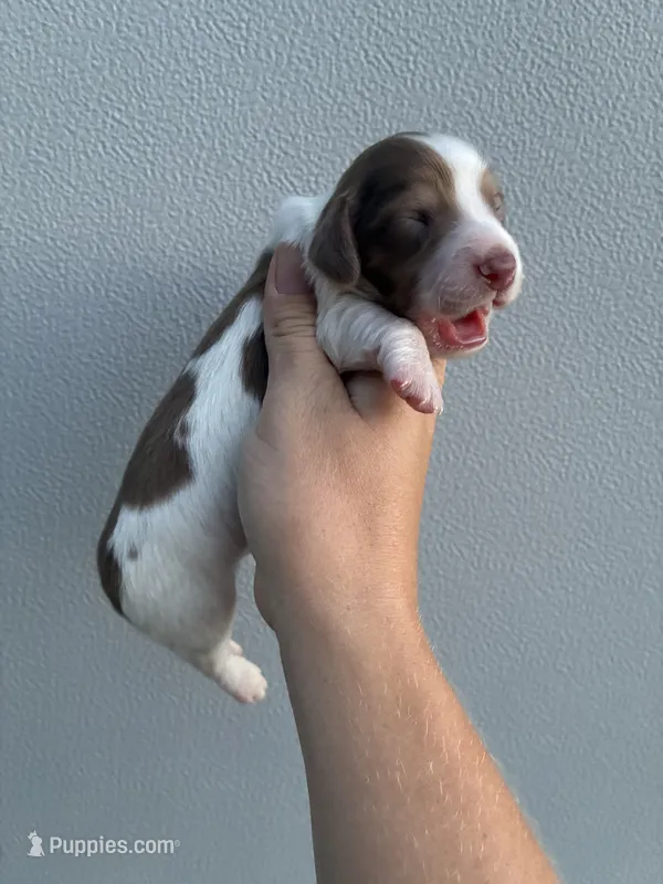 Jasper (dapple) – Miniature Dachshund puppy for sale in Paris, TX