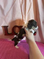 Milly, a female Miniature Dachshund for sale in Paris, TX – Photo 6 of 7