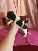 Milly, a female Miniature Dachshund for sale in Paris, TX – Photo 4 of 7