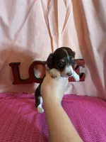 Milly, a female Miniature Dachshund for sale in Paris, TX – Photo 7 of 7