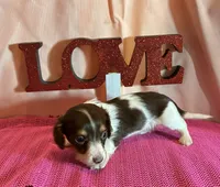 Milly, a female Miniature Dachshund for sale in Paris, TX – Photo 3 of 7