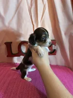 Milly, a female Miniature Dachshund for sale in Paris, TX – Photo 1 of 7