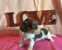 Milly, a female Miniature Dachshund for sale in Paris, TX – Photo 2 of 7