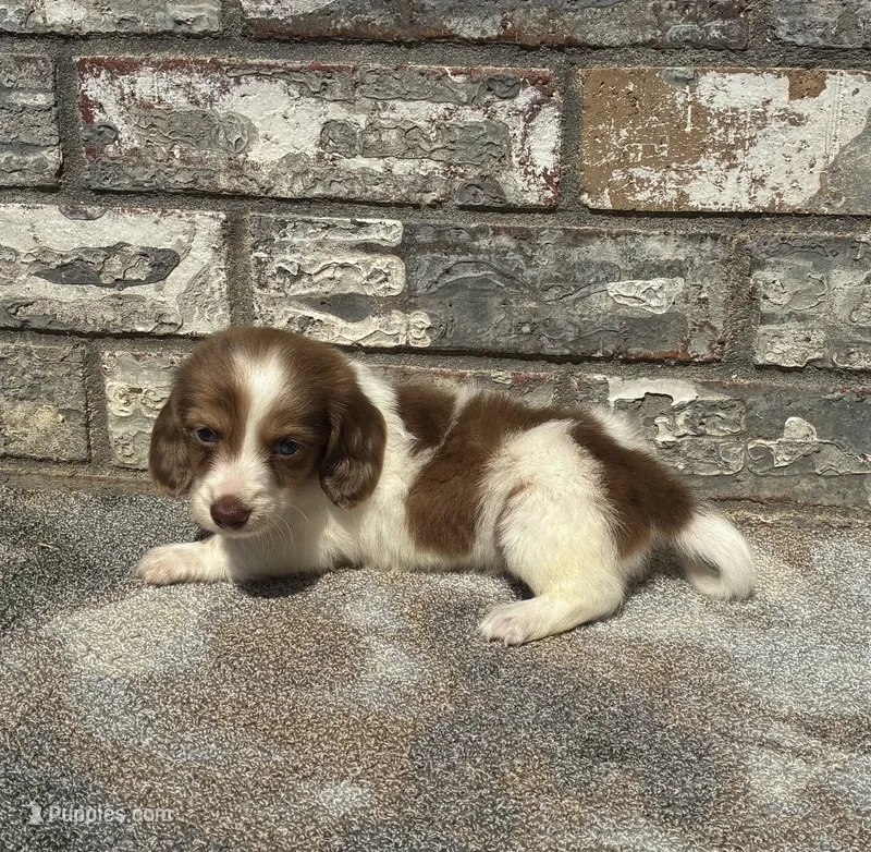 Jasper (dapple) – Miniature Dachshund puppy for sale in Paris, TX